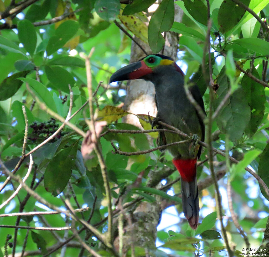 Toucanet koulik femelle adulte