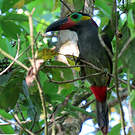 Toucanet koulik