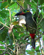 Guianan Toucanet