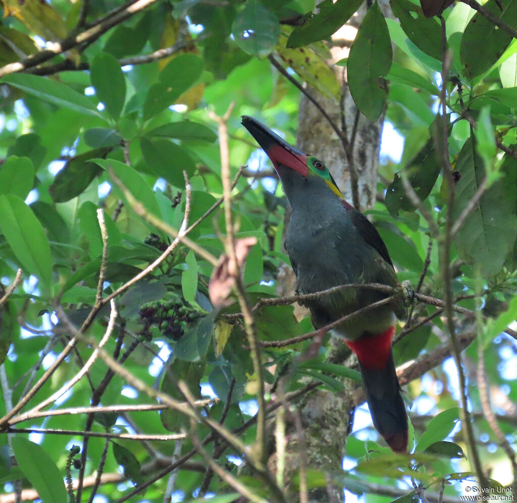 Toucanet koulik femelle adulte