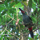 Toucanet koulik