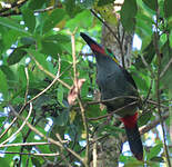 Toucanet koulik