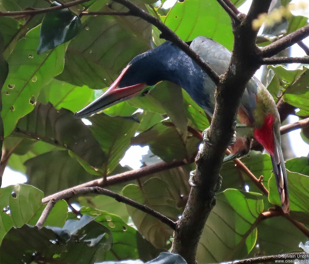 Guianan Toucanet male adult