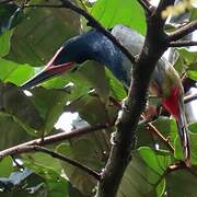 Guianan Toucanet