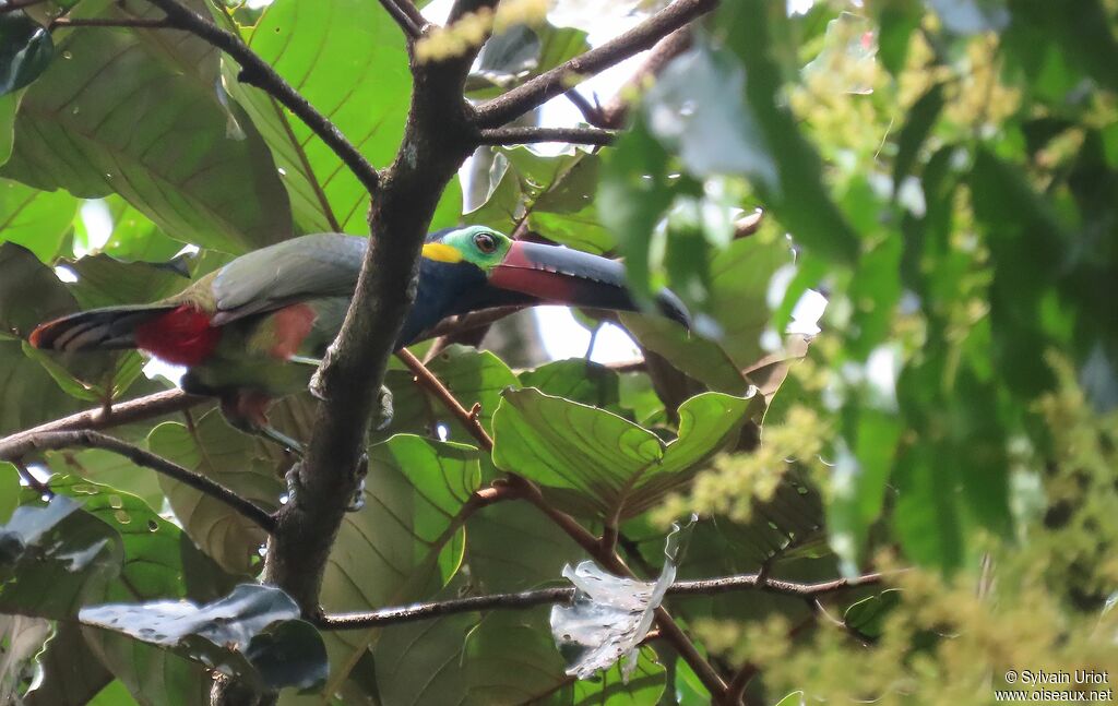 Toucanet koulik mâle adulte