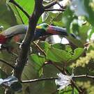 Toucanet koulik