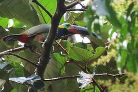 Guianan Toucanet