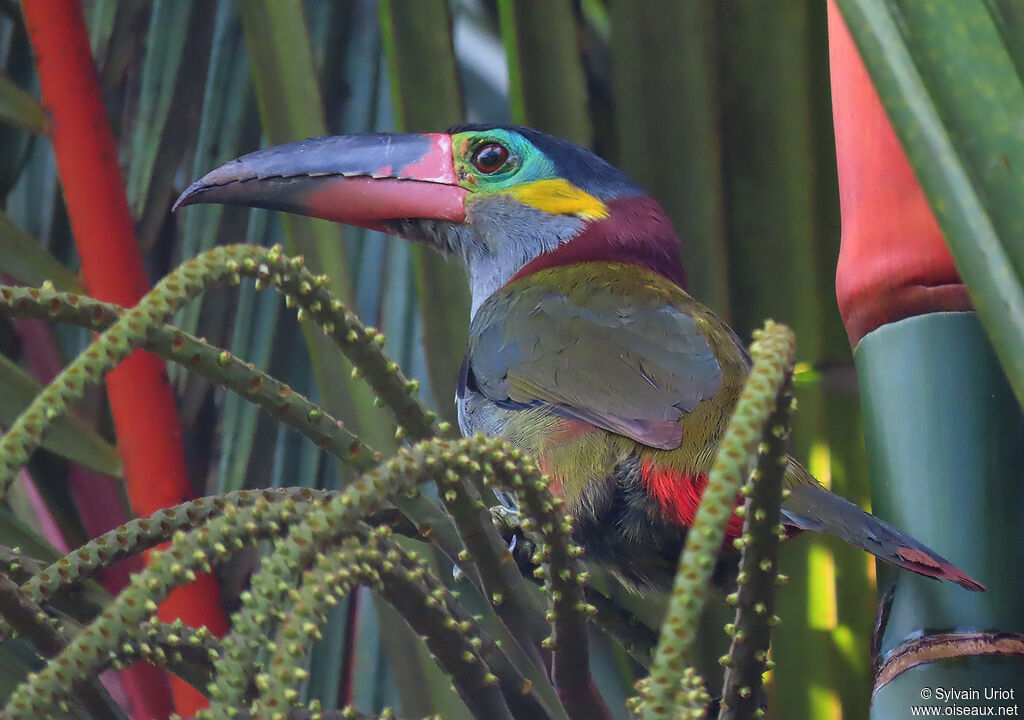 Toucanet koulik femelle adulte