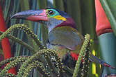 Toucanet koulik