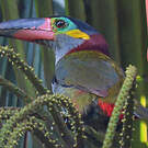 Toucanet koulik