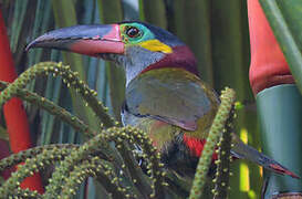 Guianan Toucanet