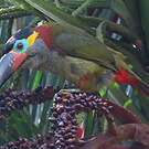 Toucanet koulik
