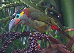 Guianan Toucanet