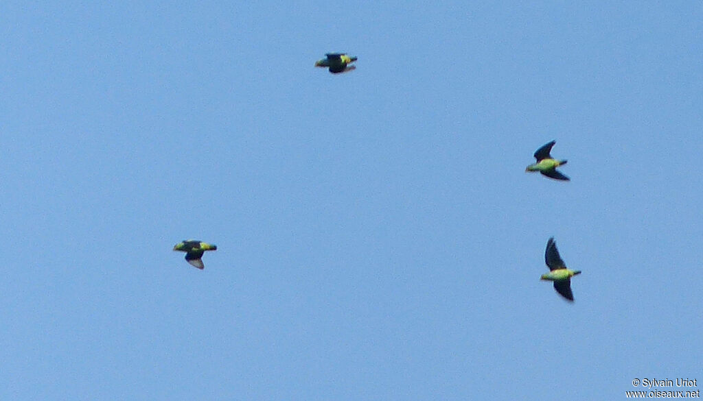 Lilac-tailed Parrotletadult