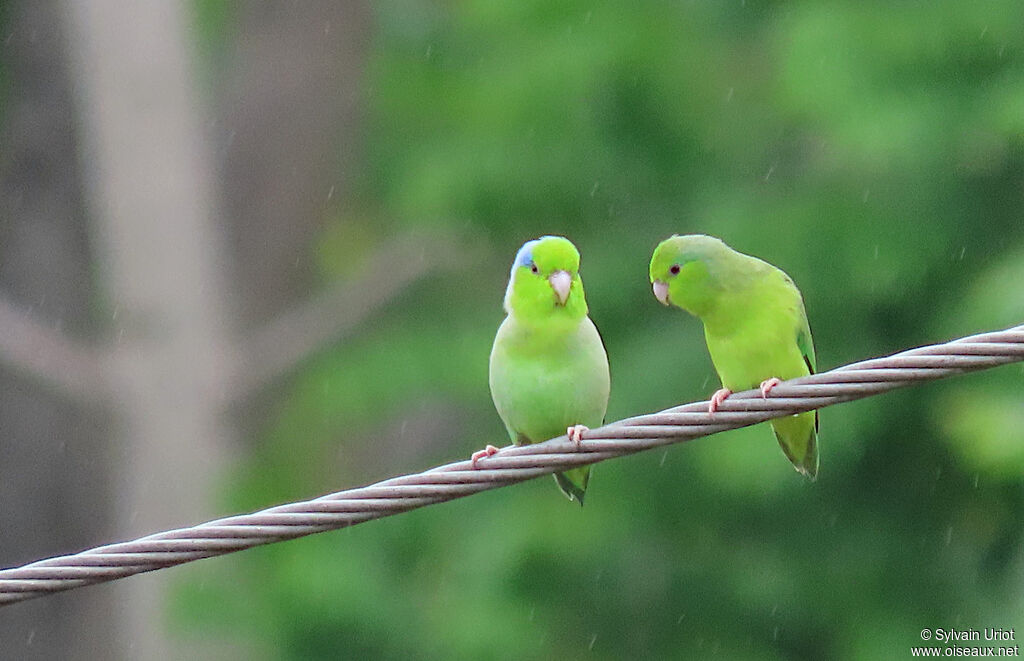 Pacific Parrotletadult