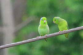 Pacific Parrotlet