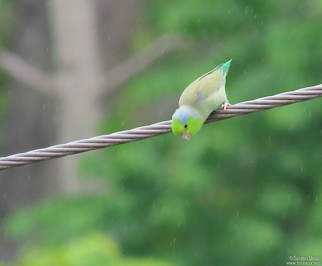 Pacific Parrotlet male adult