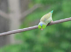 Pacific Parrotlet