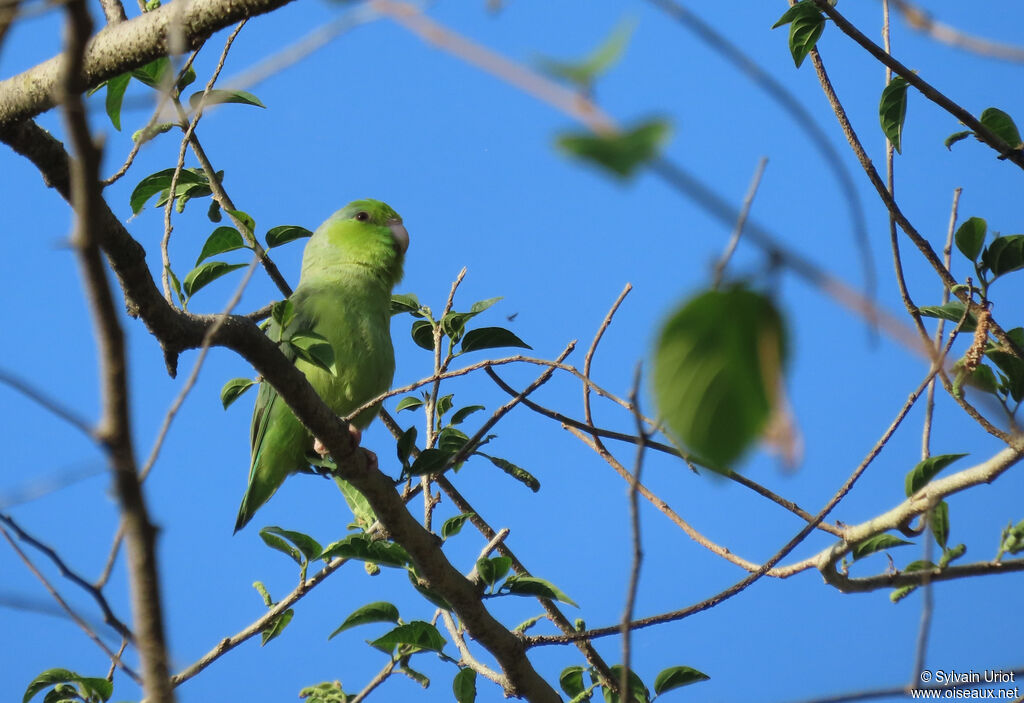 Pacific Parrotlet