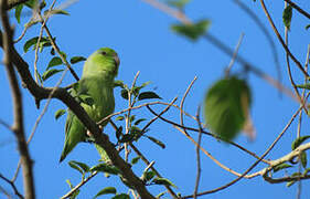 Pacific Parrotlet