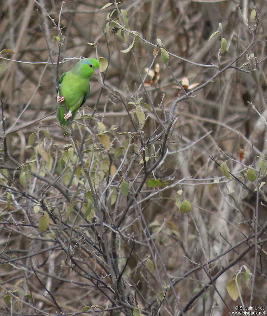 Pacific Parrotlet male adult