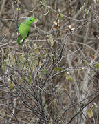 Pacific Parrotlet