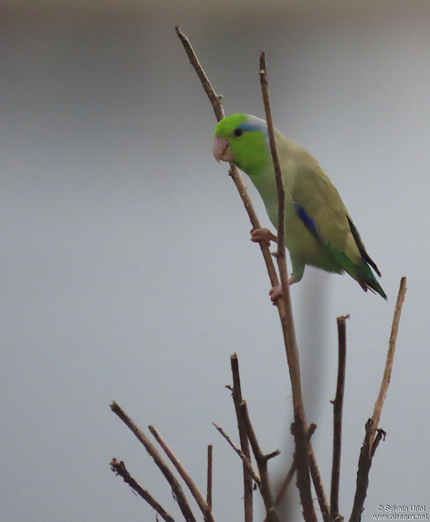 Pacific Parrotlet male adult