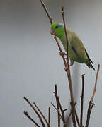 Pacific Parrotlet