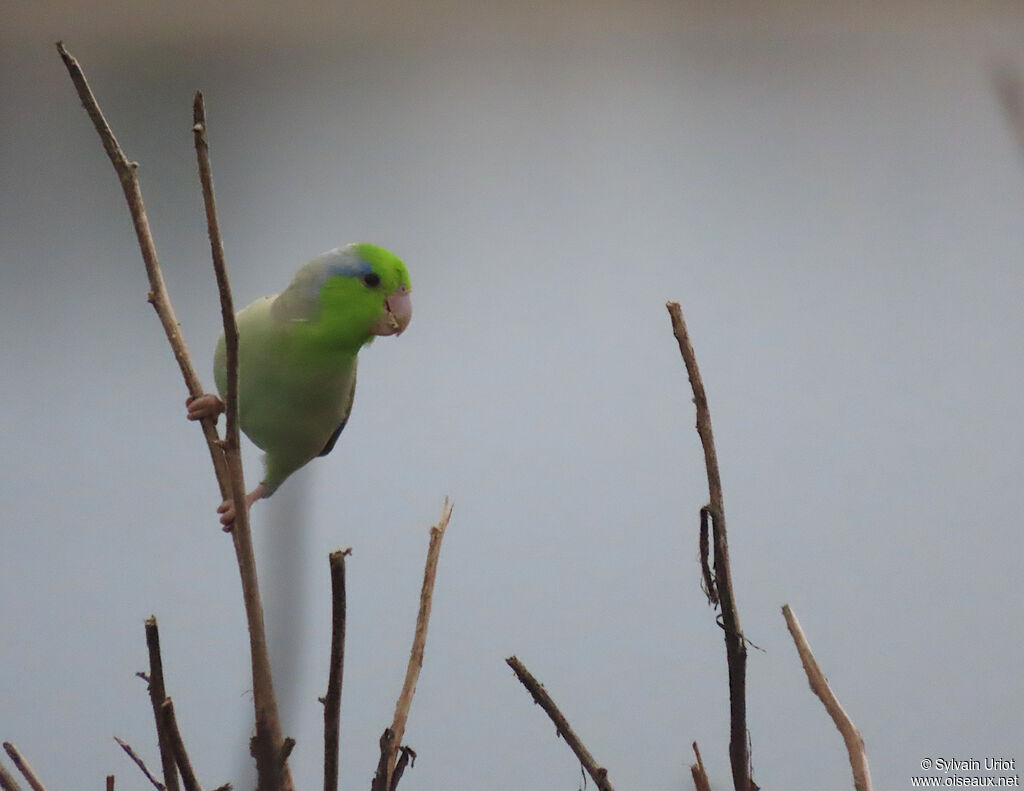 Pacific Parrotlet male adult