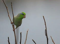 Pacific Parrotlet