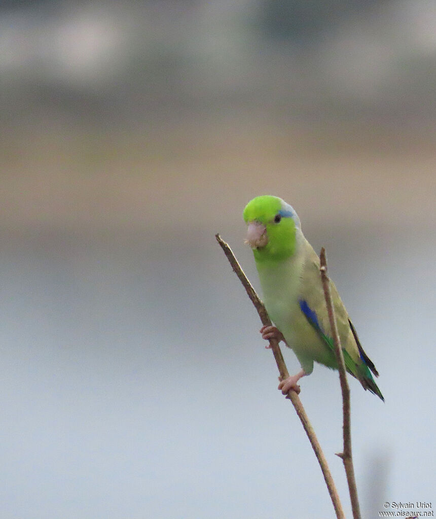 Pacific Parrotlet male adult