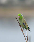 Pacific Parrotlet