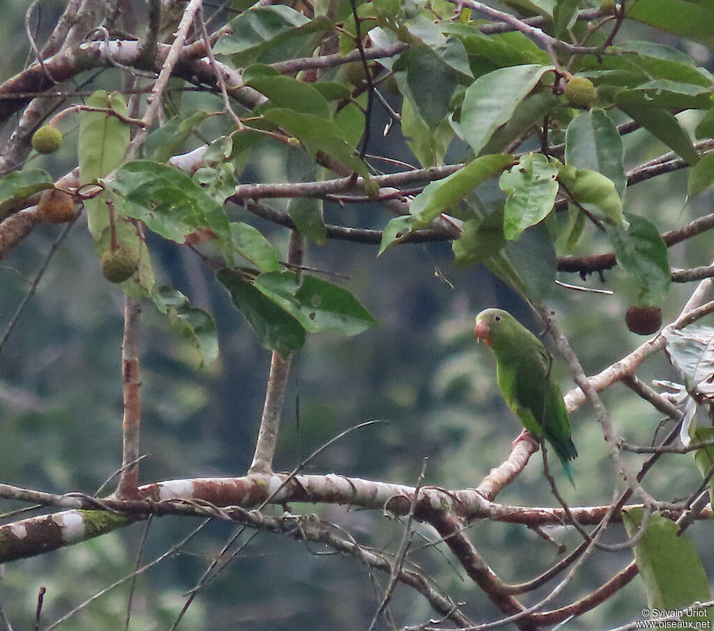 Cobalt-winged Parakeet