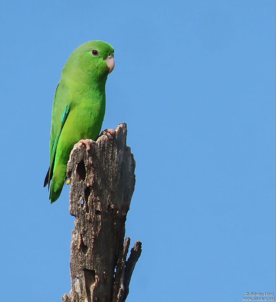 Green-rumped Parrotlet male adult