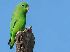 Green-rumped Parrotlet