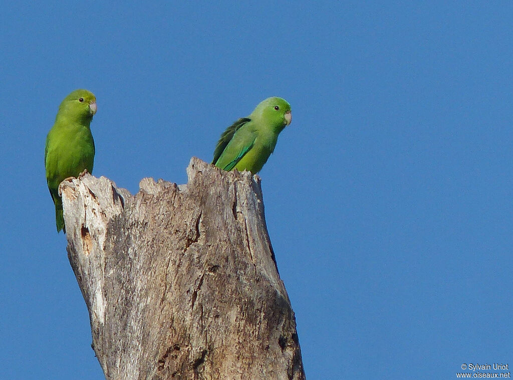 Green-rumped Parrotletadult