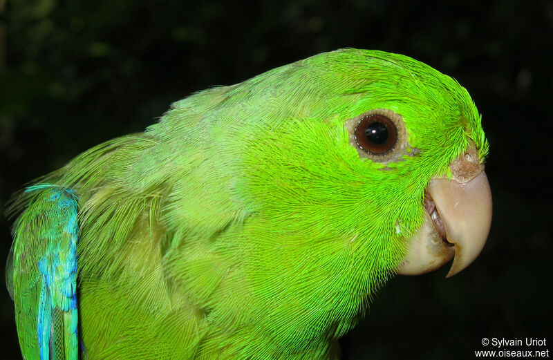 Green-rumped Parrotlet male adult