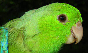 Green-rumped Parrotlet