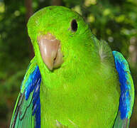 Green-rumped Parrotlet