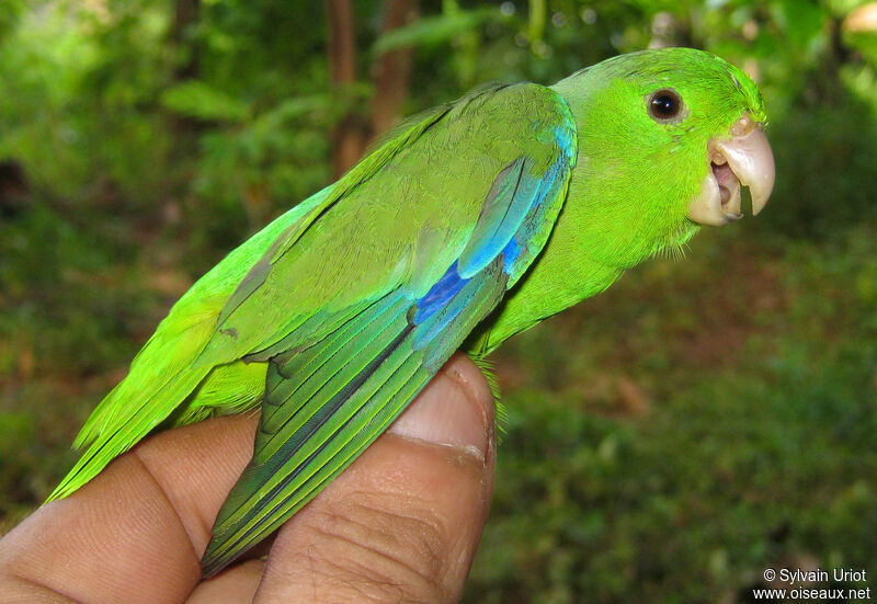 Green-rumped Parrotlet male adult