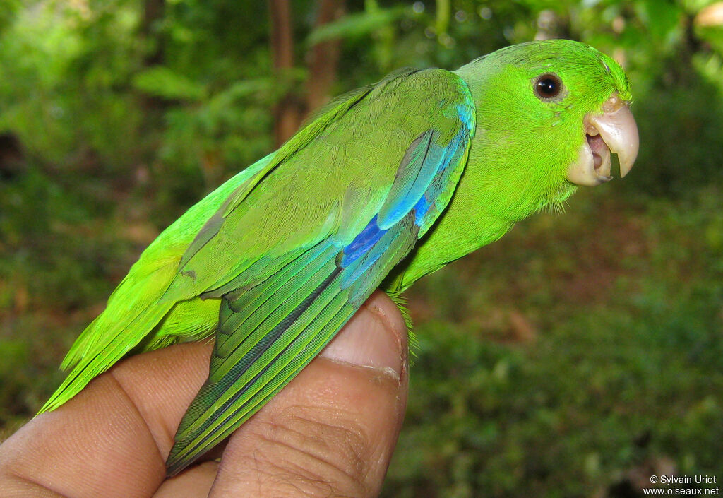 Green-rumped Parrotlet male adult