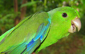 Green-rumped Parrotlet