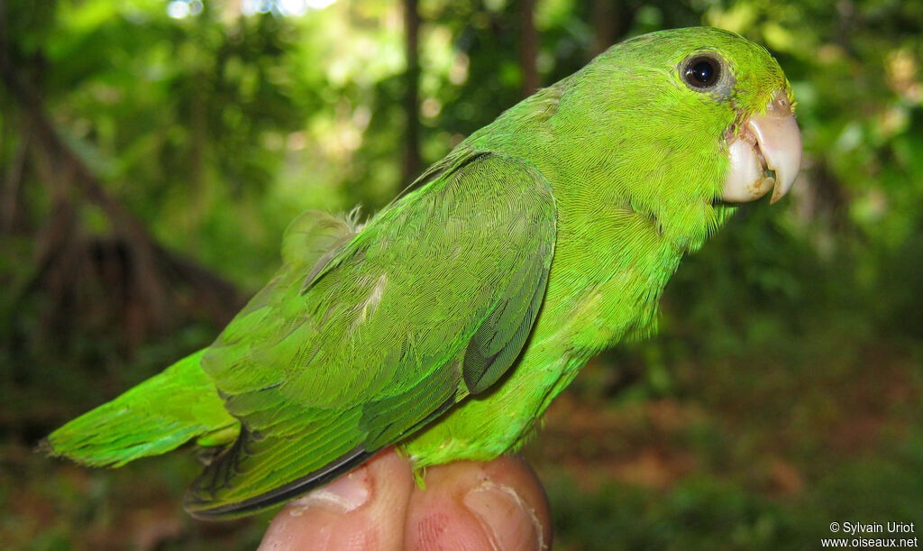 Green-rumped Parrotlet female adult