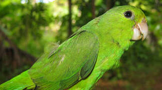 Green-rumped Parrotlet