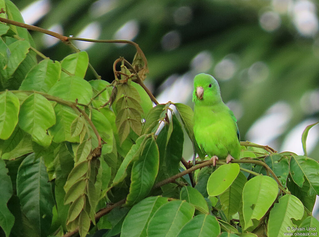 Green-rumped Parrotlet male adult