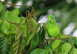 Green-rumped Parrotlet