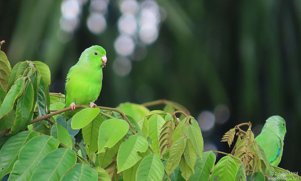 Green-rumped Parrotlet male adult