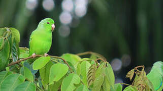 Green-rumped Parrotlet