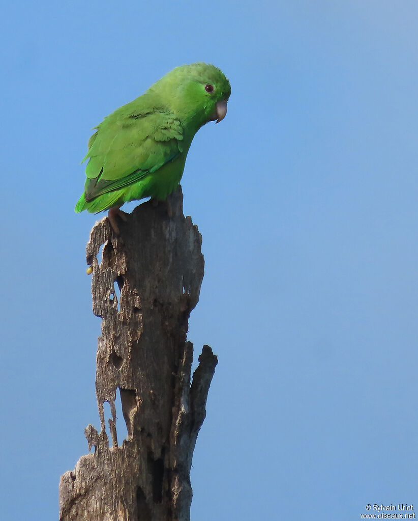 Green-rumped Parrotlet male adult