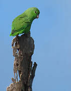 Green-rumped Parrotlet